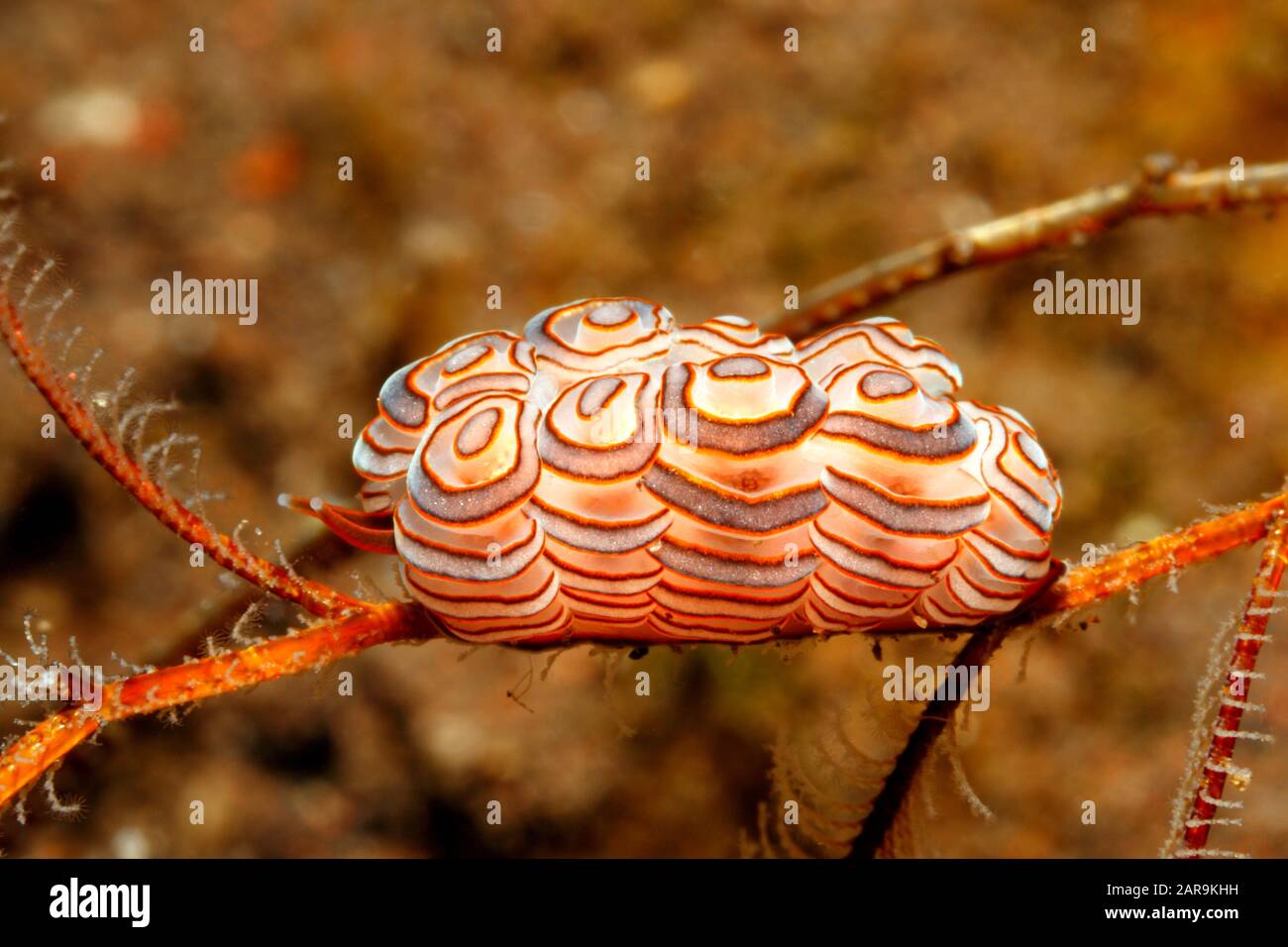 Donut Doto, Doto greenamyeri. Tulamen, Bali, Indonesien. Bali Meer, Indischer Ozean Stockfoto