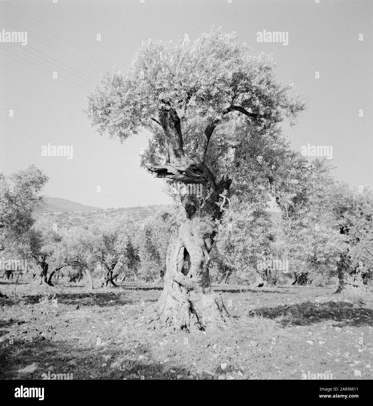 Sehr alter Olivenbaum in einem Obstgarten Datum: 1. Januar 1964 Ort: Israel Stichwörter: Bäume, Obstgärten, Oliven Stockfoto