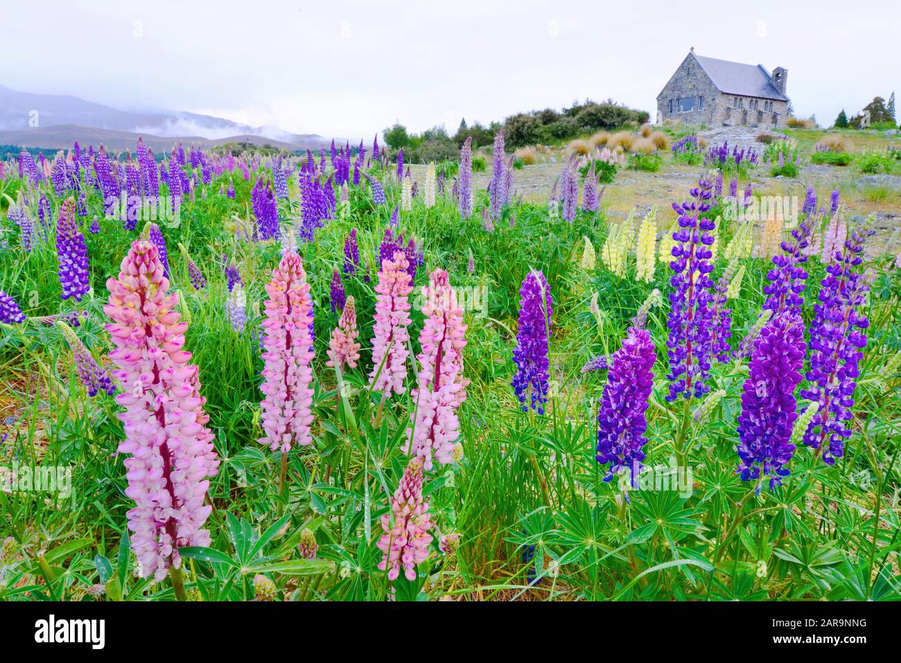 Schöner Landschaftssee tekapo, Kirche Guter Hirte, Mt.Cook, Lupinsfelder, Südinsel Neuseeland Stockfoto