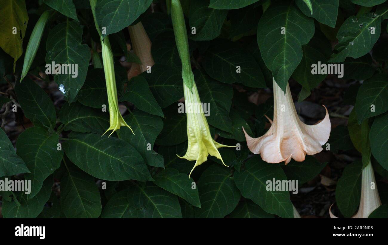 Blumen und Blätter der Brugmansia-Blume Stockfoto