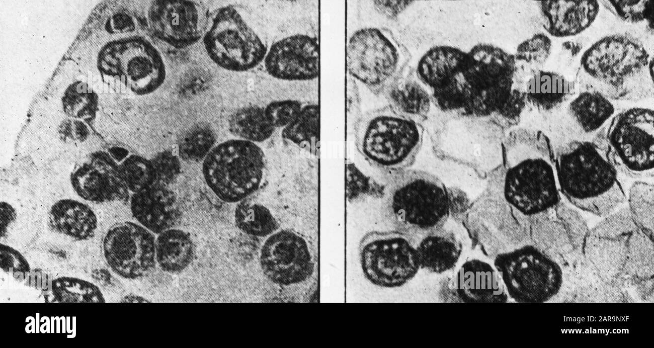Querschnitt weibliche Orgel Datum: Undatierte Stichwörter: Süßwasserfischen Personenname: Aal Stockfoto