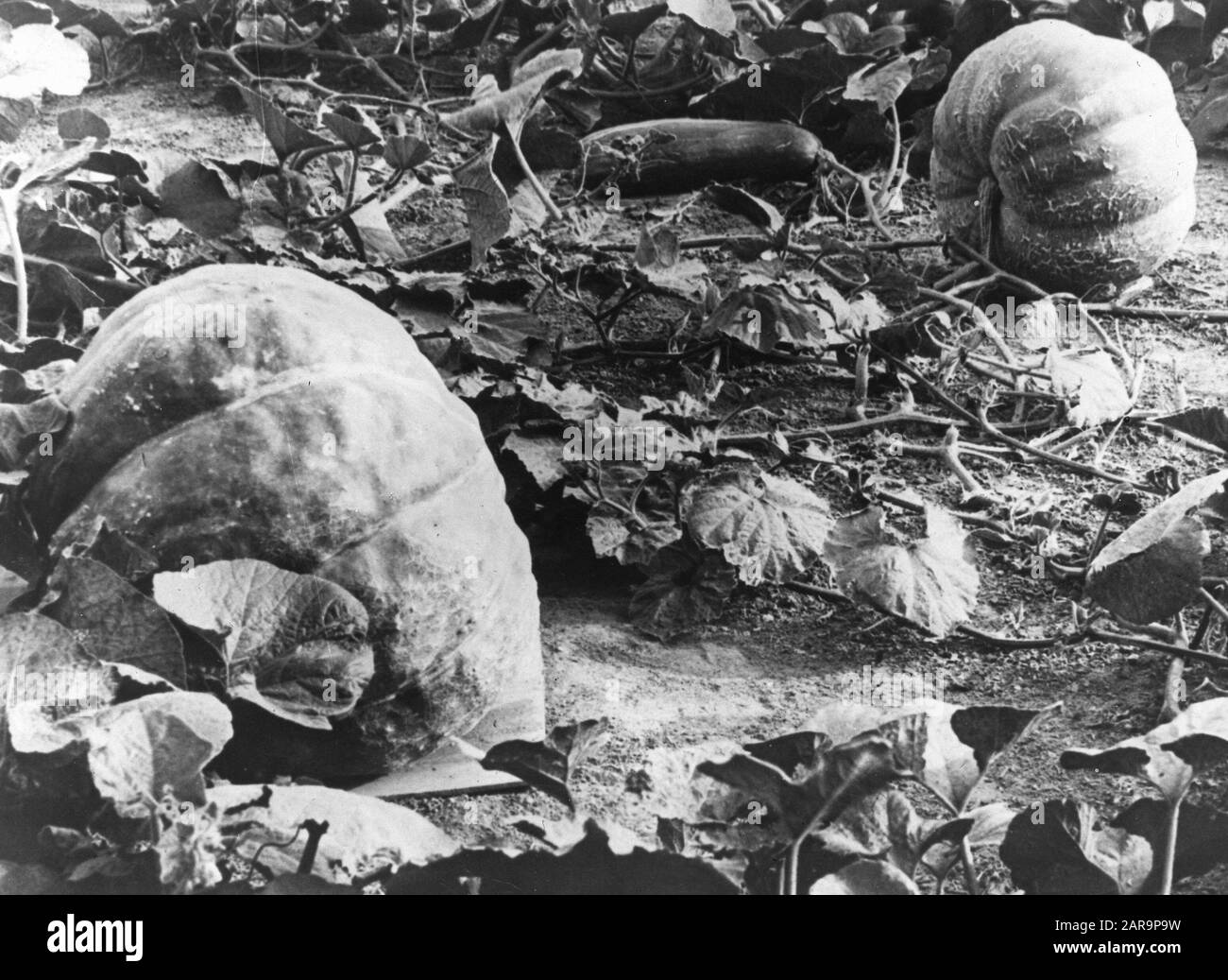 Wachsender Feinschmecker Datum: Undatierter Ort: Russland Stichwörter: Reise nach russland Stockfoto