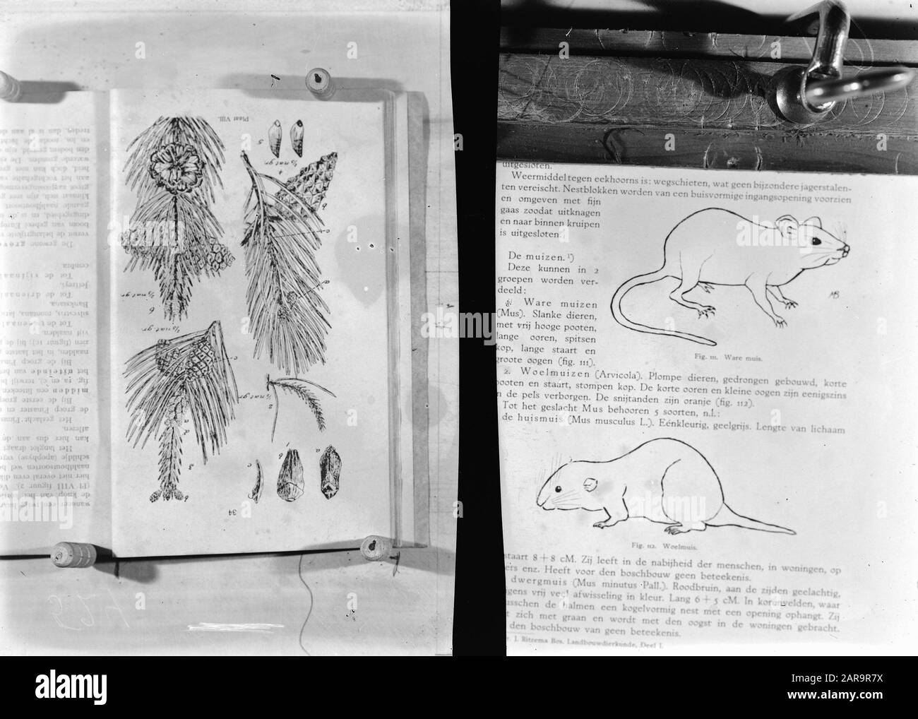 Reproduktionen, Forstwirtschaft, Tiere, Maus, Karottenmaus, Kieferndatum: Undatierter Ort: Bakel Schlüsselwörter: Forstwirtschaft, Tiere, Reproduktionen Personenname: Kiefer, Maus, Wurzelmaus Stockfoto