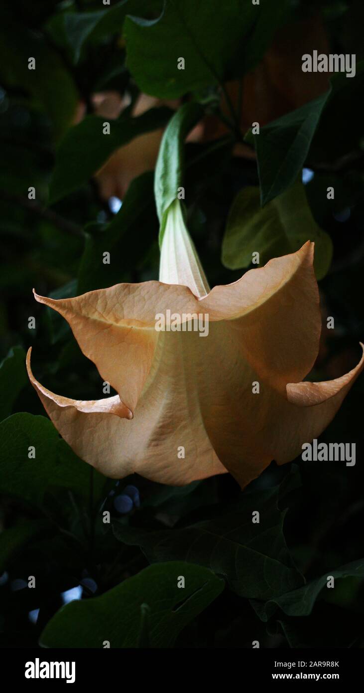 Blumen und Blätter der Brugmansia-Blume Stockfoto