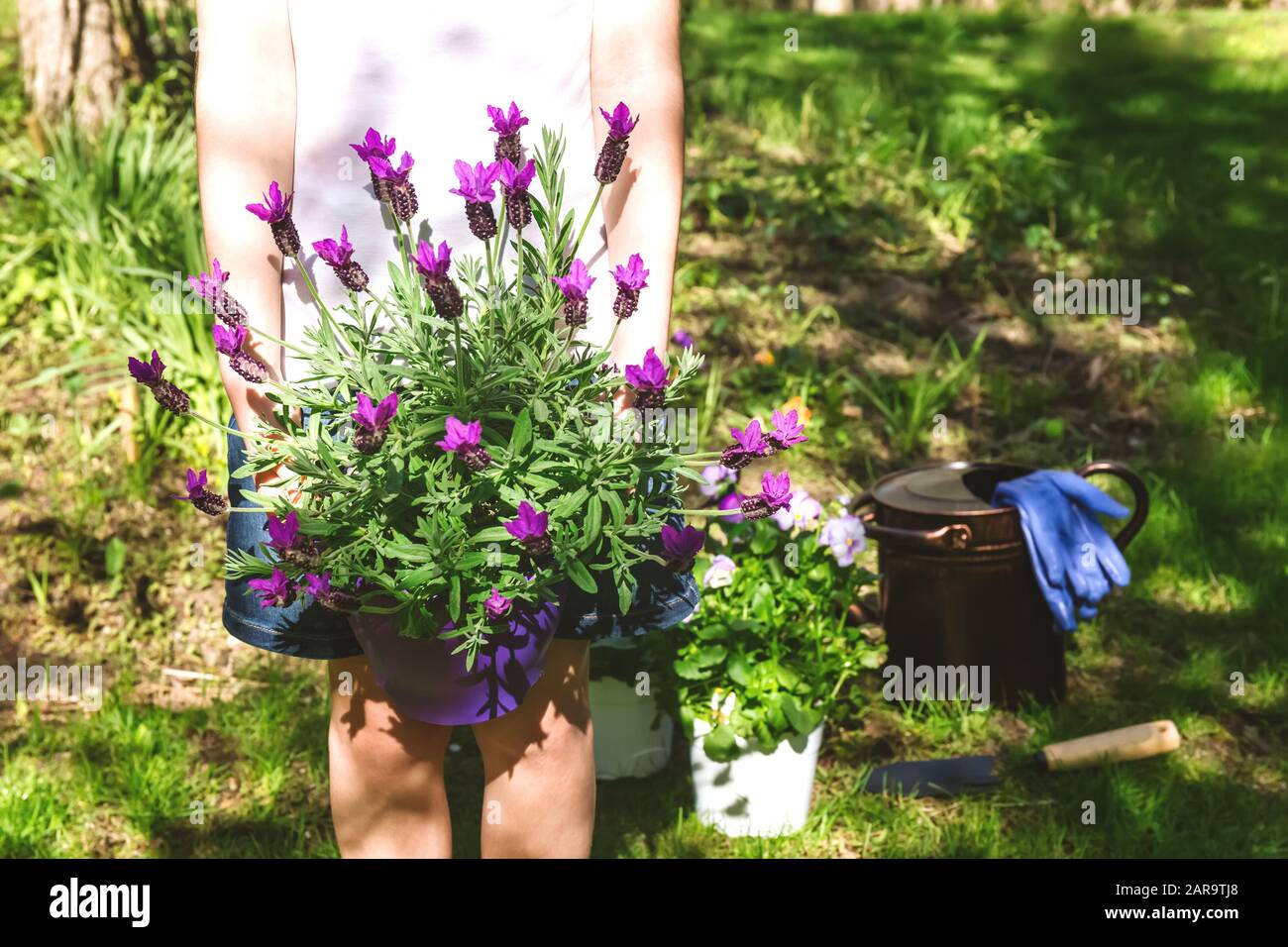 Mädchen mit Lavendel im Topf im Garten im Hinterhof. Familiengärtnerisches Frühlings-Konzept. Horizontaler, gesichtsloser Stil Stockfoto