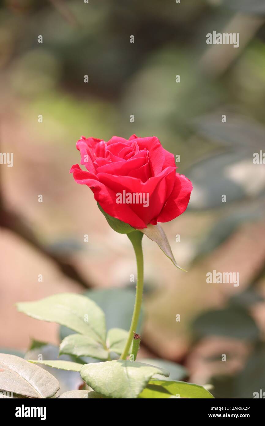 Seitenansicht rote Rosenblüte blüht im Rosengarten auf dem Hintergrund, Rosenblume Stockfoto
