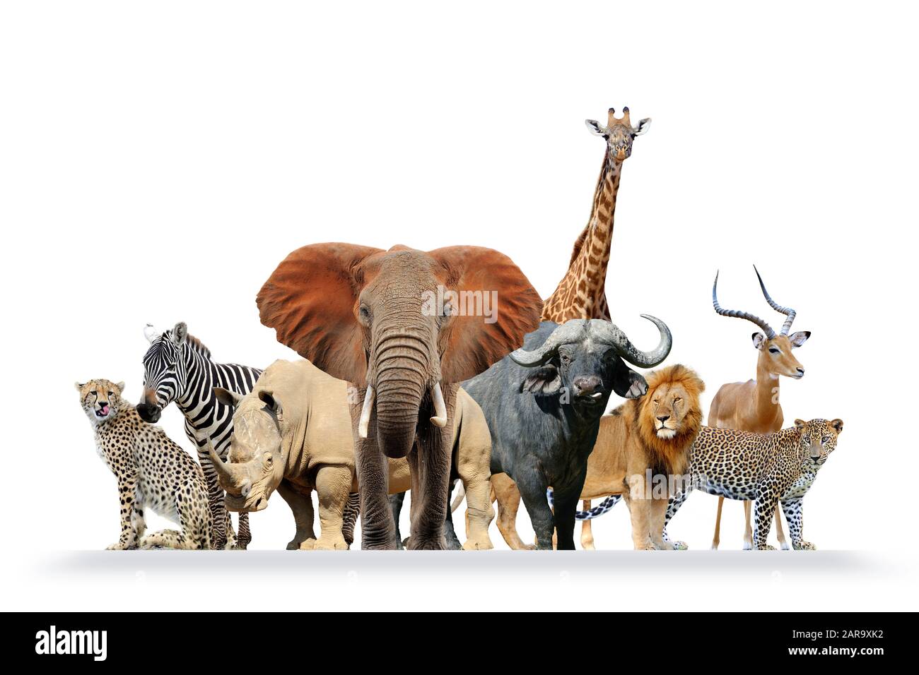 Gruppe afrikanischer Safaritiere isoliert auf weißem Hintergrund Stockfoto
