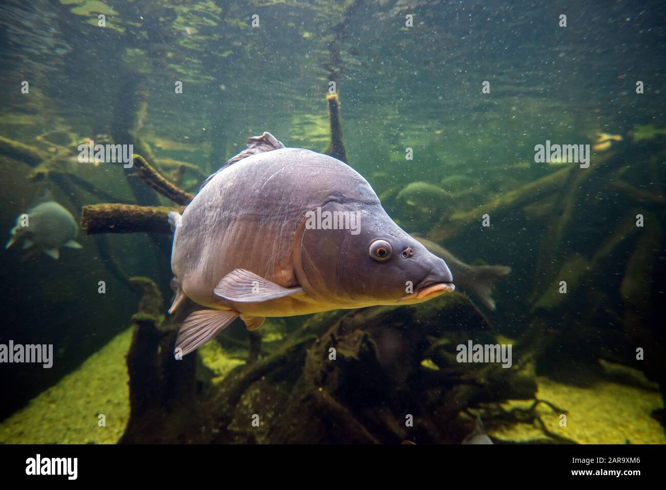 Süßwasserfische KARPFEN (CYPRINUS CARPIO) im Teich. Unterwasser Schuß