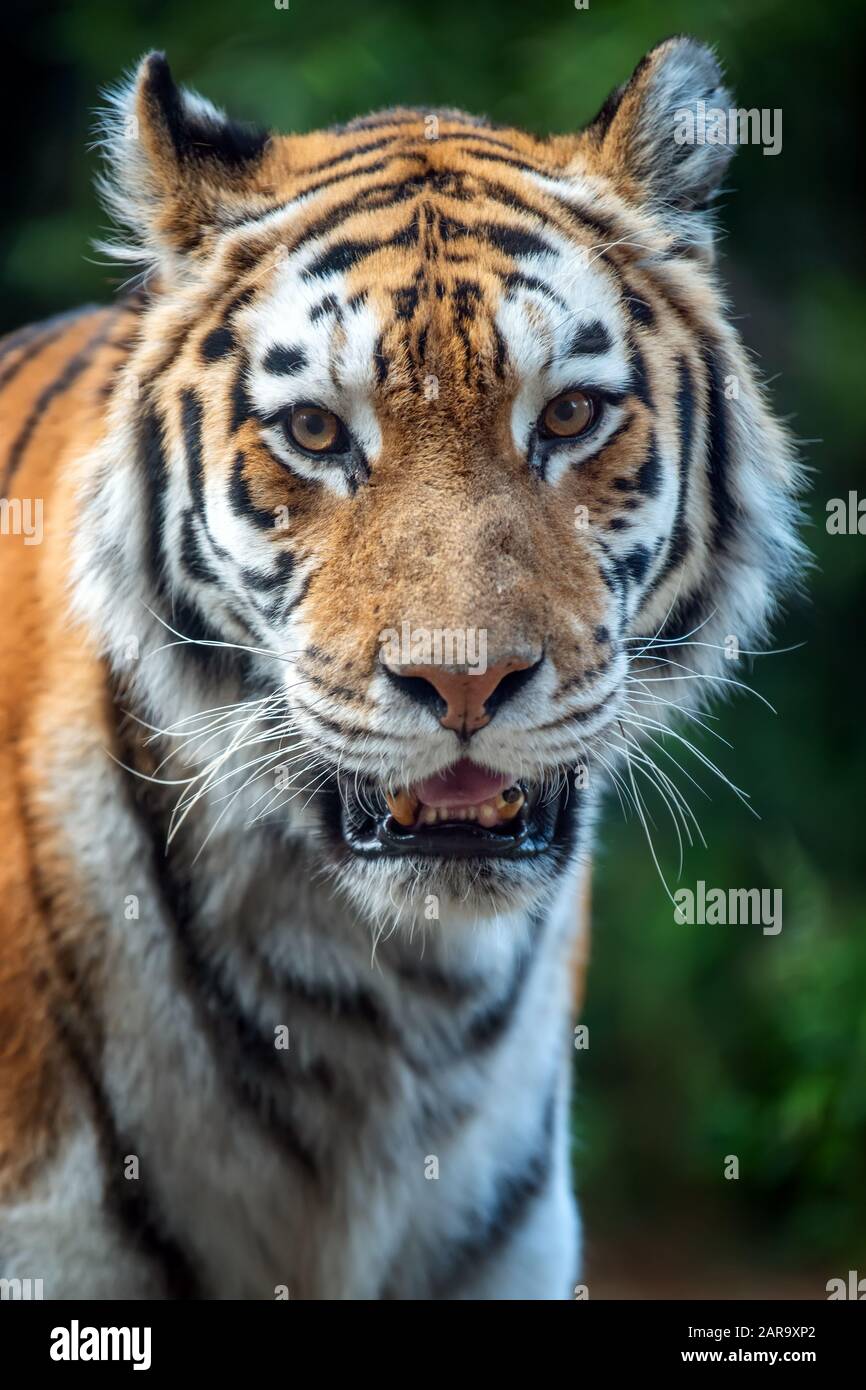 Nahaufnahme Tiger im Gras stehend mit Blick auf die Kamera Stockfoto