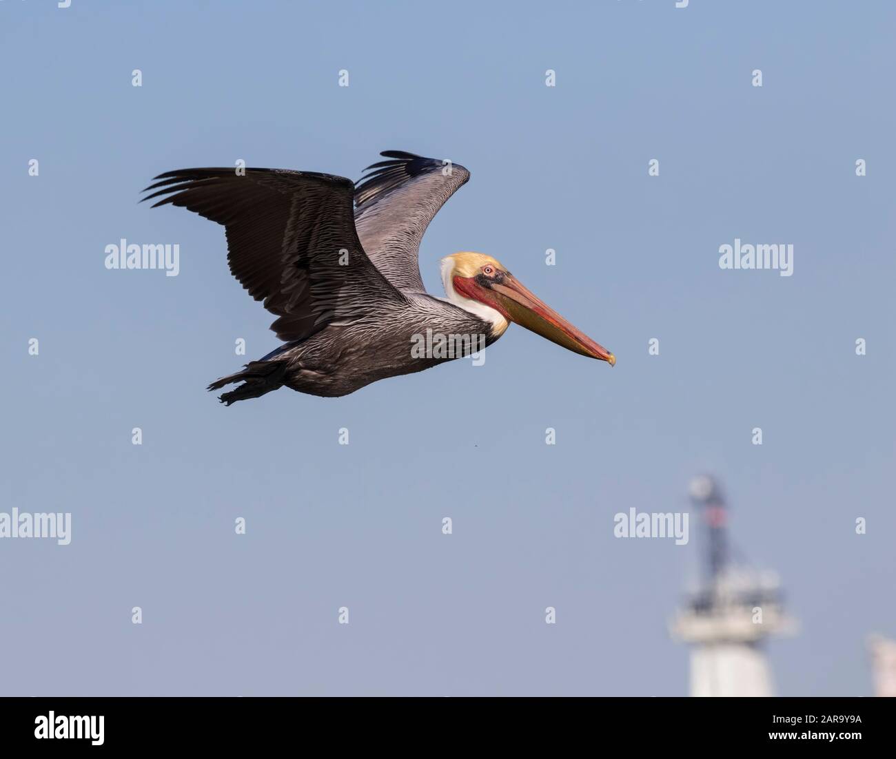 Der braune kalifornische Pelikan (Pelecanus occidentalis), der in einem blauen Himmel, Galveston, Texas, USA, über den Ozean fliegt Stockfoto