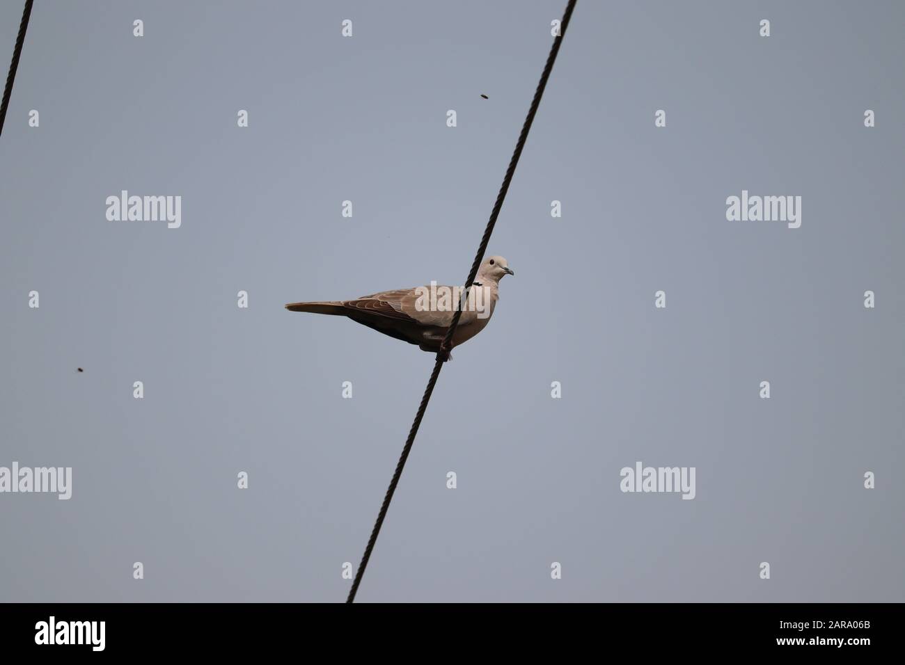 Ein Taubenvogel thront auf einem schwarzen Kabel in Wiese mit klarem Himmelshintergrund Stockfoto Ein Taubenvogel thront auf einem schwarzen Kabel in Wiese mit klarem Himmelshintergrund Stockfoto