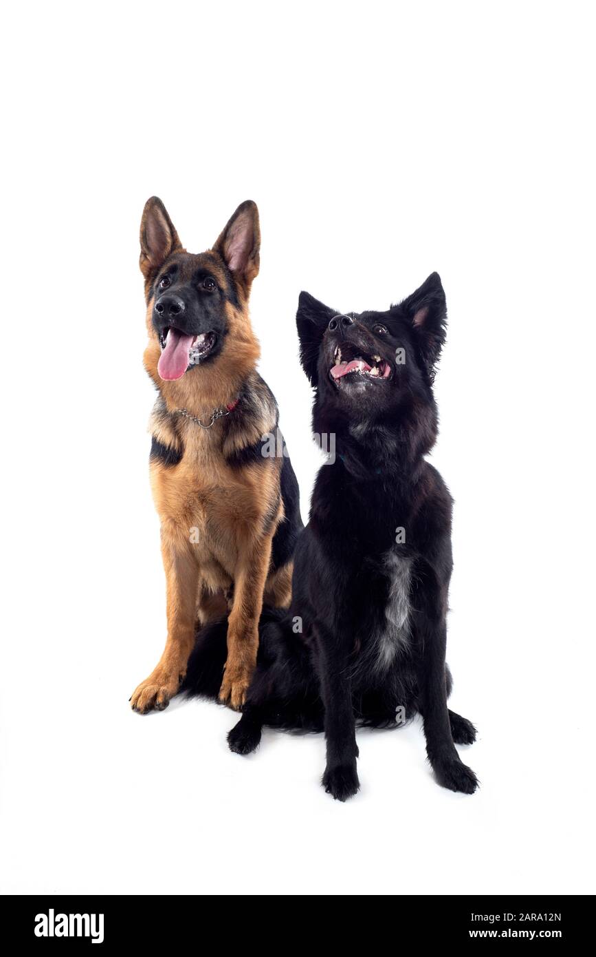 Zwei Hunde sitzen im Studio Stockfoto