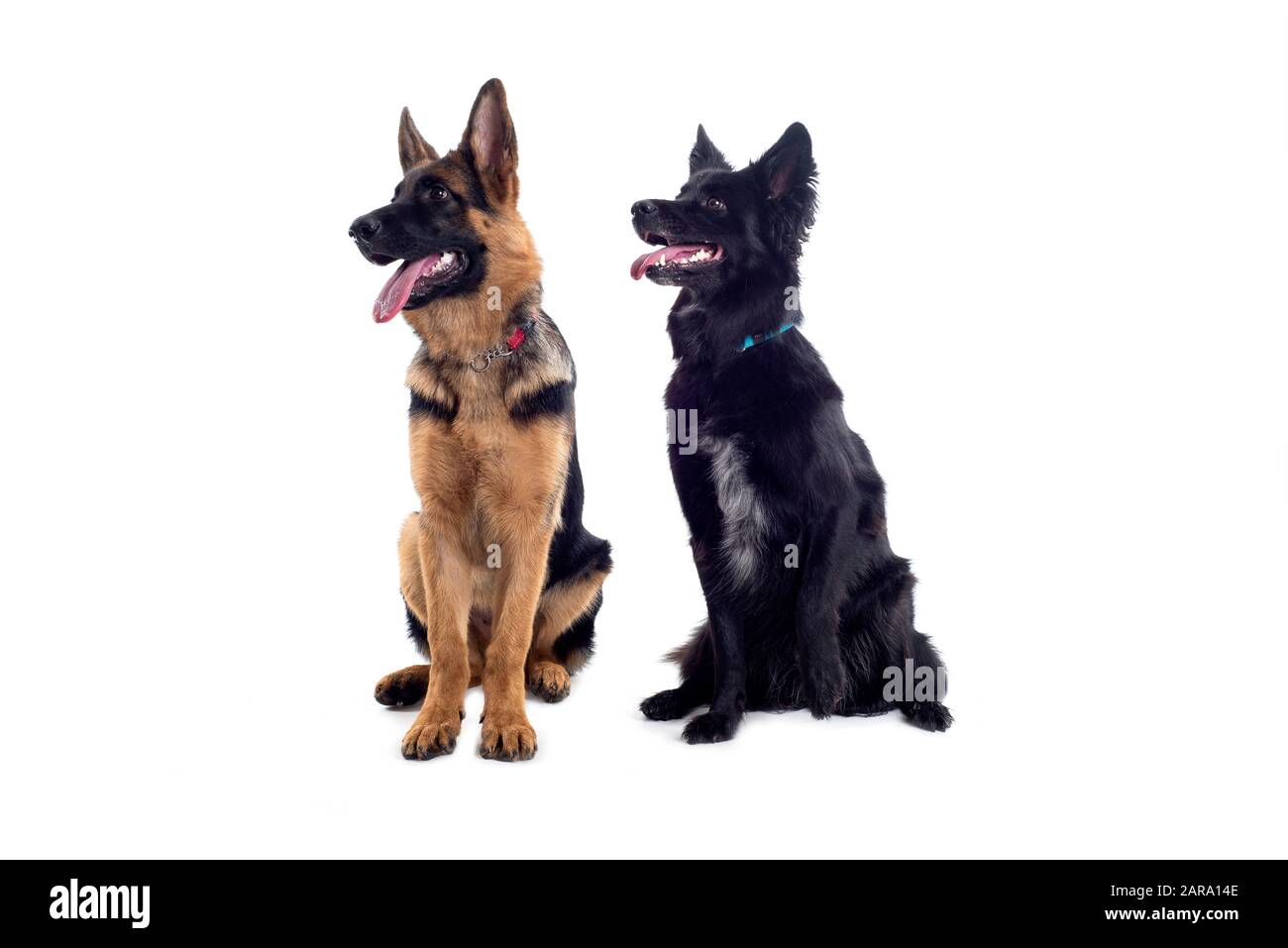 Zwei Hunde sitzen im Studio Stockfoto