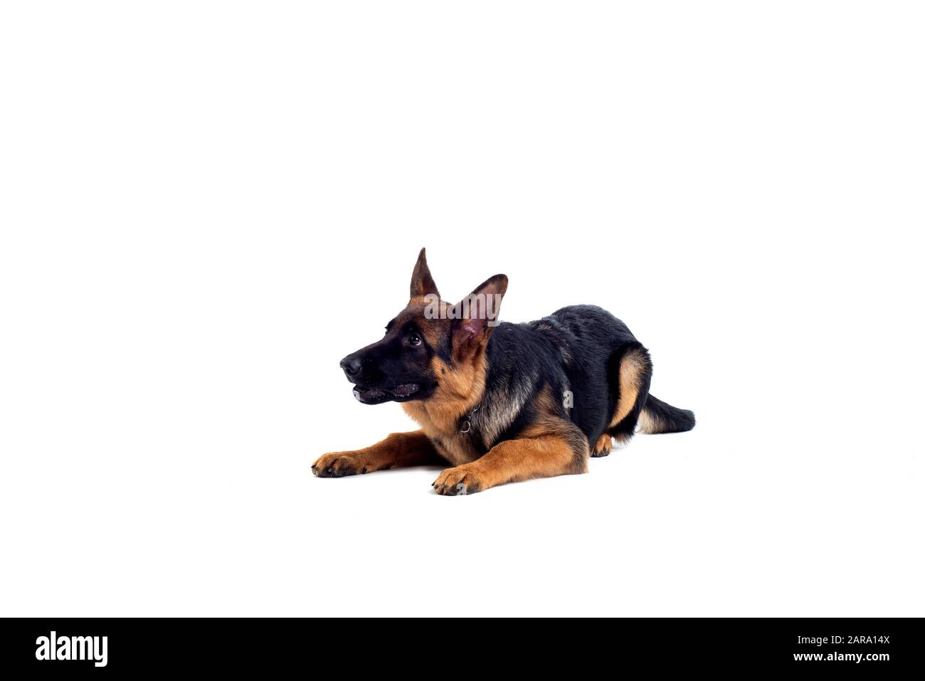 Deutscher Schäferhund im Studio Stockfoto