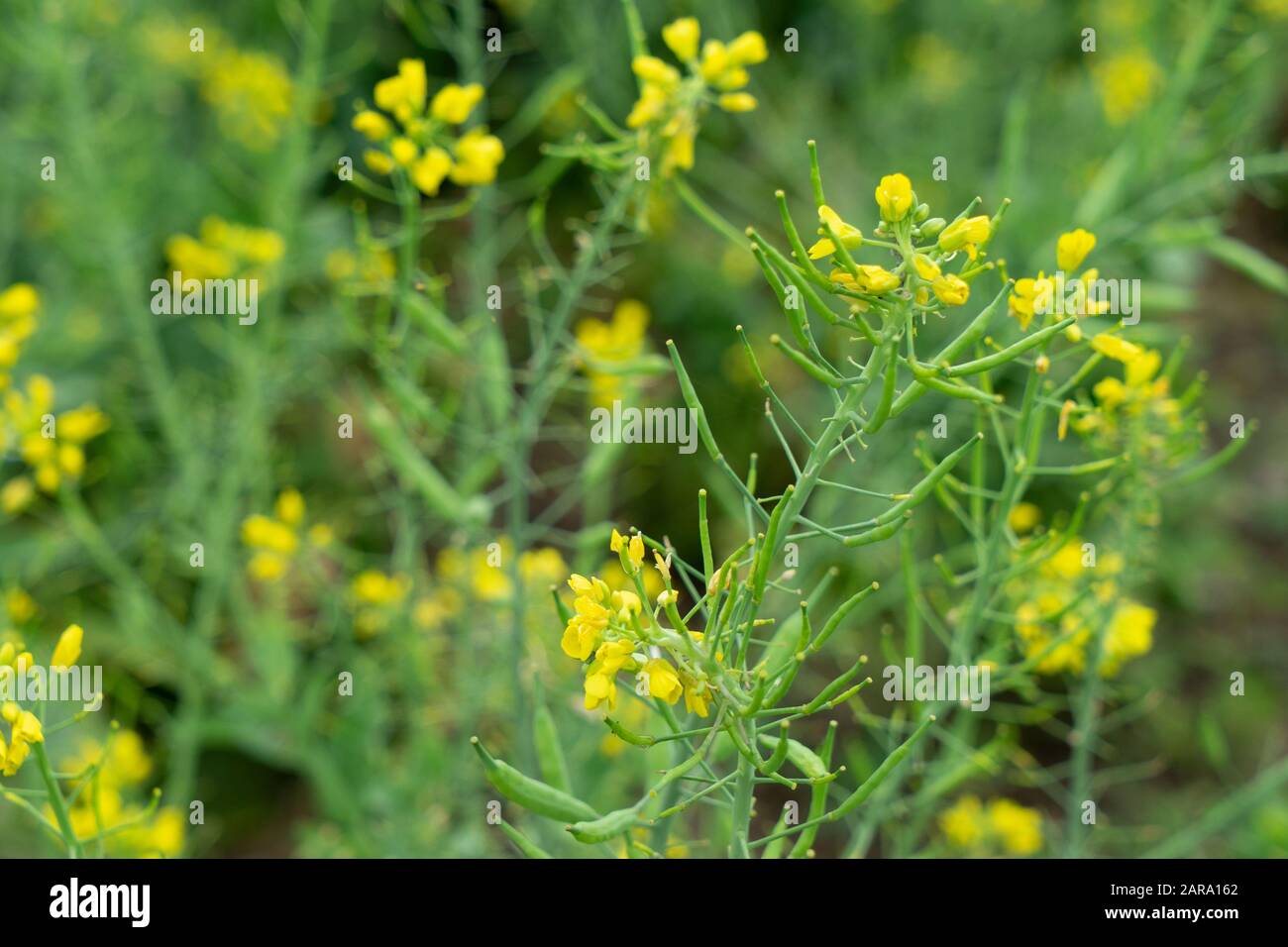 Bohnen Gemüsebaum, Sitla Estate, Sheetla, Nainital, Kumaon, Uttarakhand, Indien, Asien Stockfoto