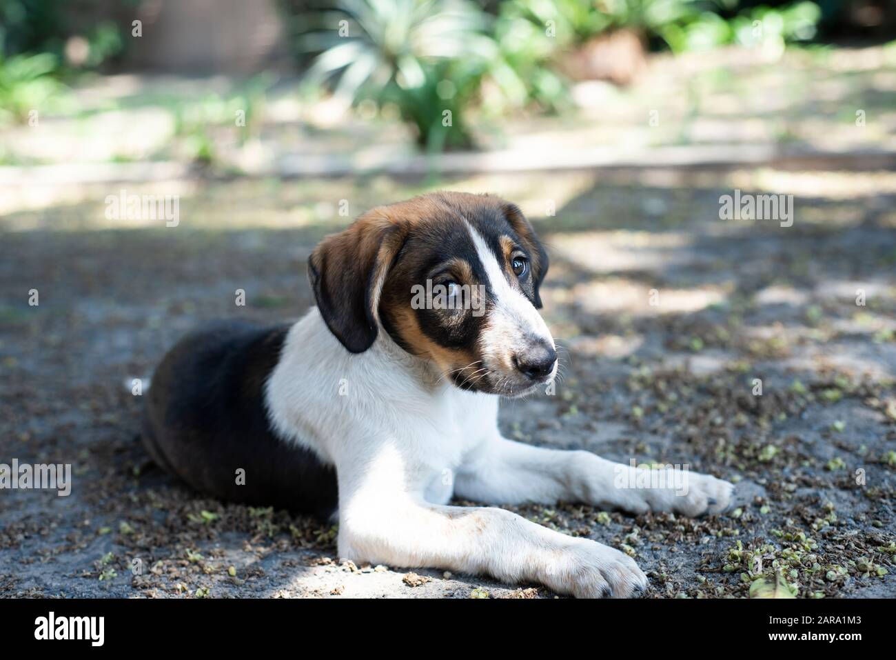Rettungs-Hund-Porträt Stockfoto