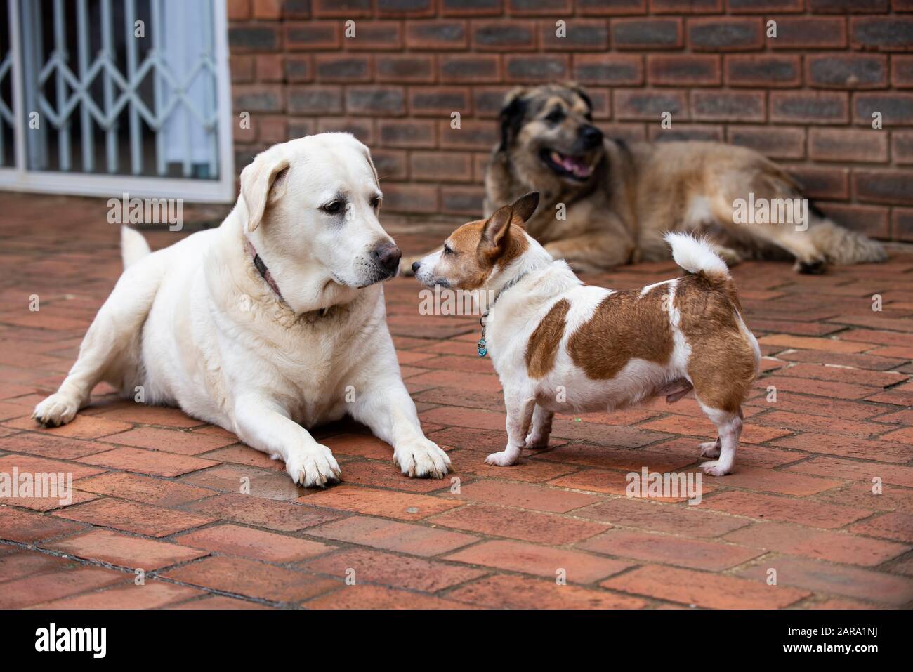 Verschiedene Hunde in einem Schuss, Westville, Südafrika Stockfoto