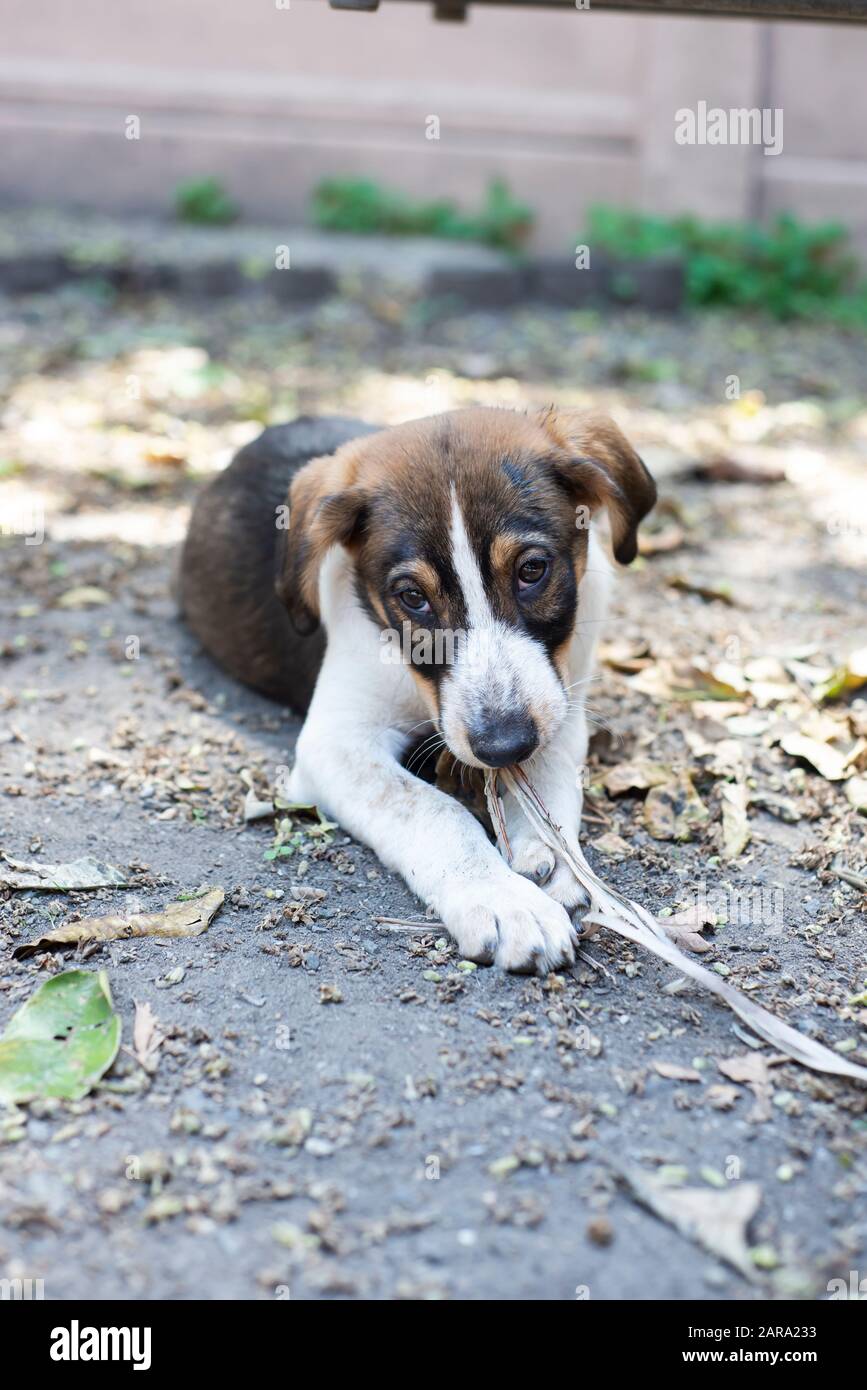 Rettungs-Hund-Porträt Stockfoto