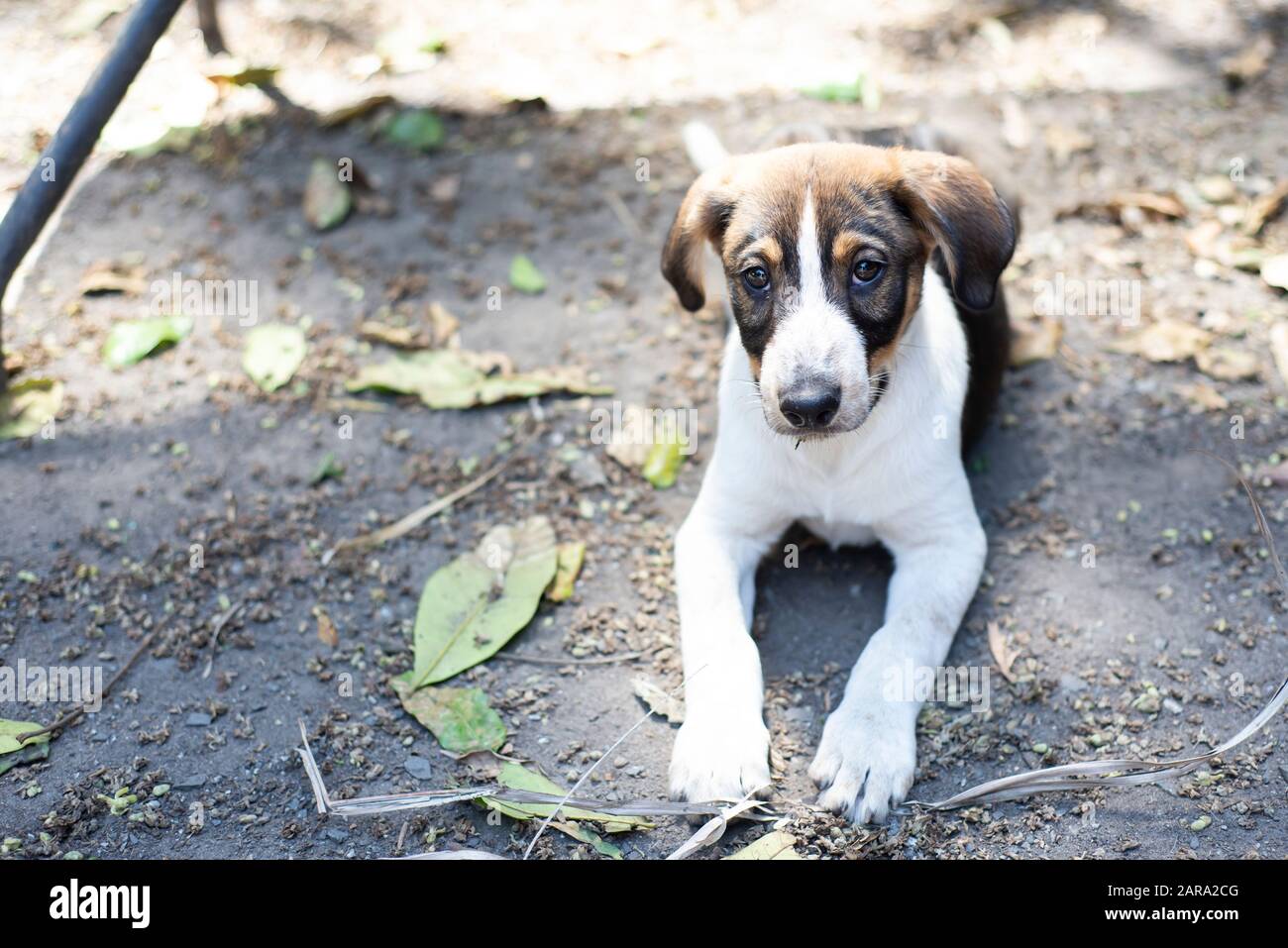 Rettungs-Hund-Porträt Stockfoto