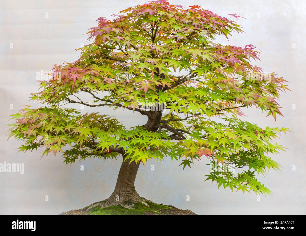 Ein kleiner Bonsai-Baum in einem Keramiktopf. Acer Palmatum. Bonsai japanischer Ahorn-Baum. Herbstfarben Stockfoto