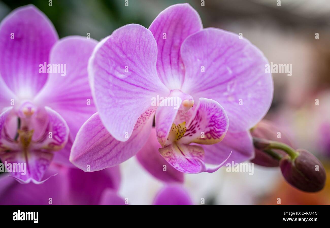 Phalaenopsis Orchid. Pinkfarbene Orchideenblüten Stockfoto