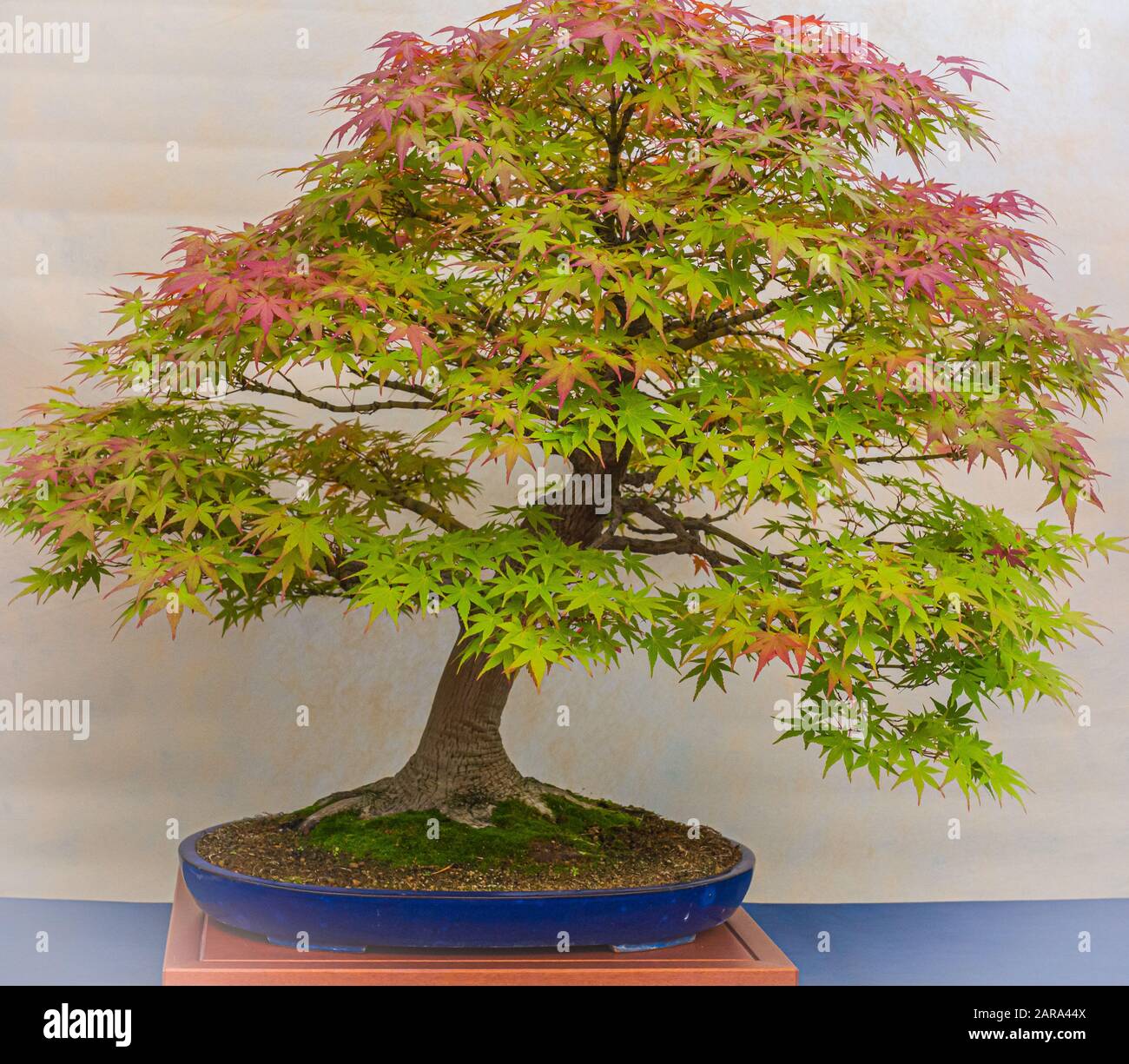 Ein kleiner Bonsai-Baum in einem Keramiktopf. Acer Palmatum. Bonsai  japanischer Ahorn-Baum. Herbstfarben Stockfotografie - Alamy