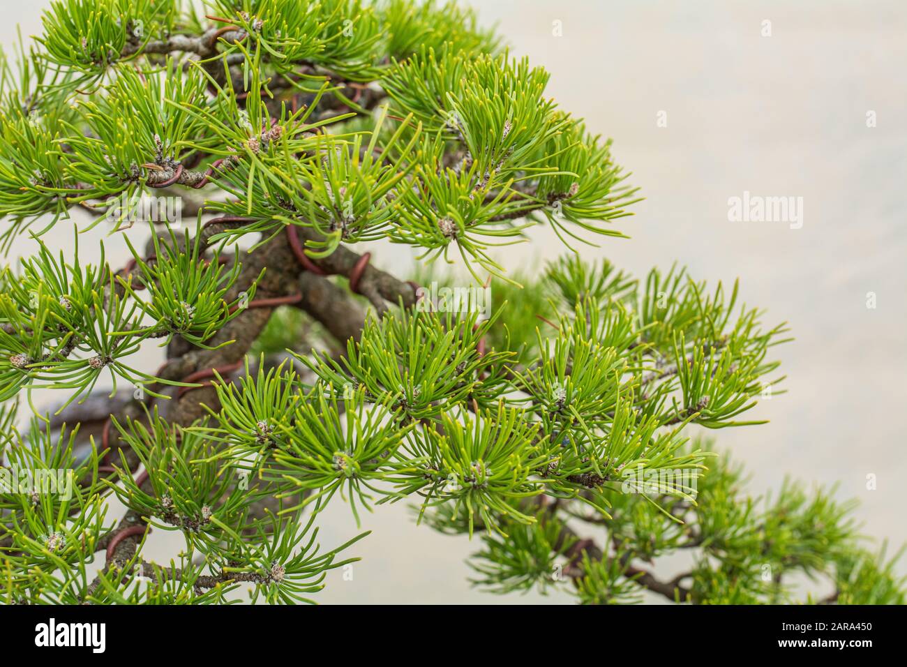 Ein kleiner Bonsai-Baum. Bonsai Pinus ponderosa (Ponderosa-Kiefer) Stockfoto