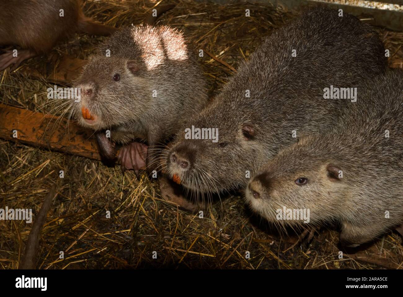 Nutria, oder Coipu, oder Marschbiber (lat.Myocastor Coypus) - ein Säugetier der Nagetierordnung, die einzige Art der Familie Nutria (Myocastoridus) Stockfoto