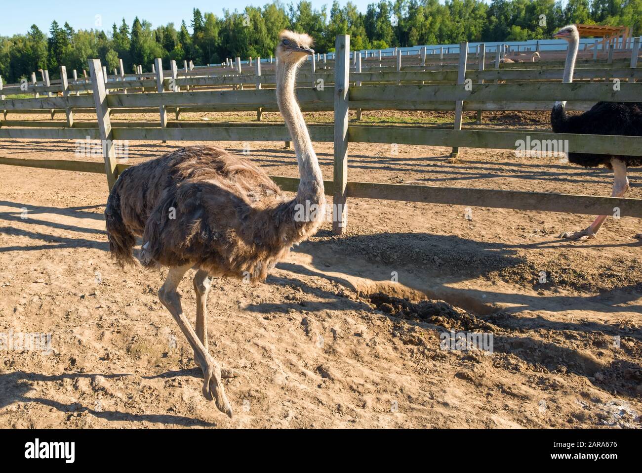 Strauße auf einem Bauernhof-Paddock an einem Sommertag Stockfoto