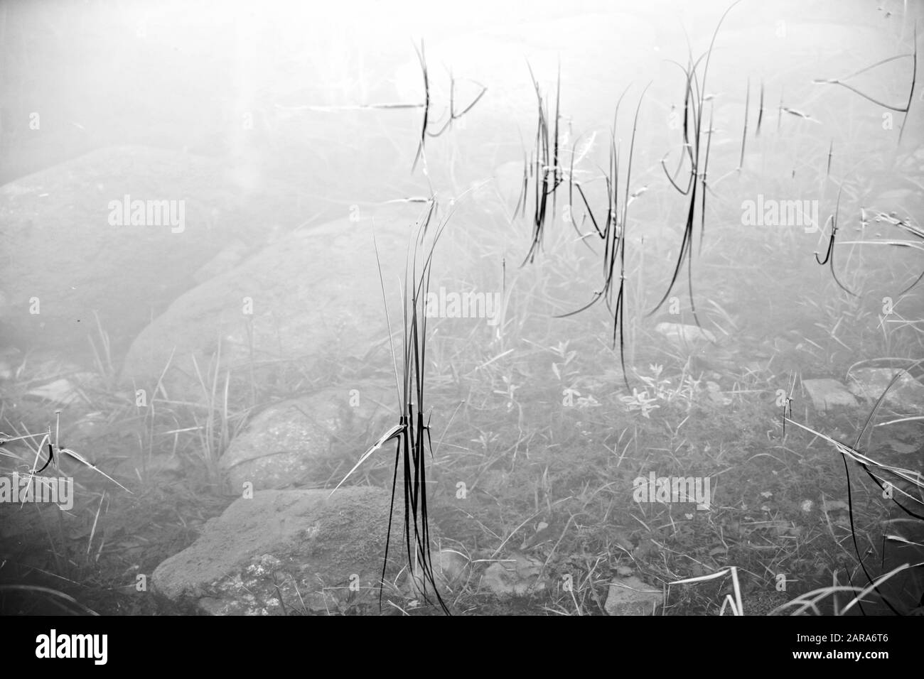 Unkraut wächst in See, Storkensohn, Haut Rhin, Grand EST, Frankreich, Europa Stockfoto