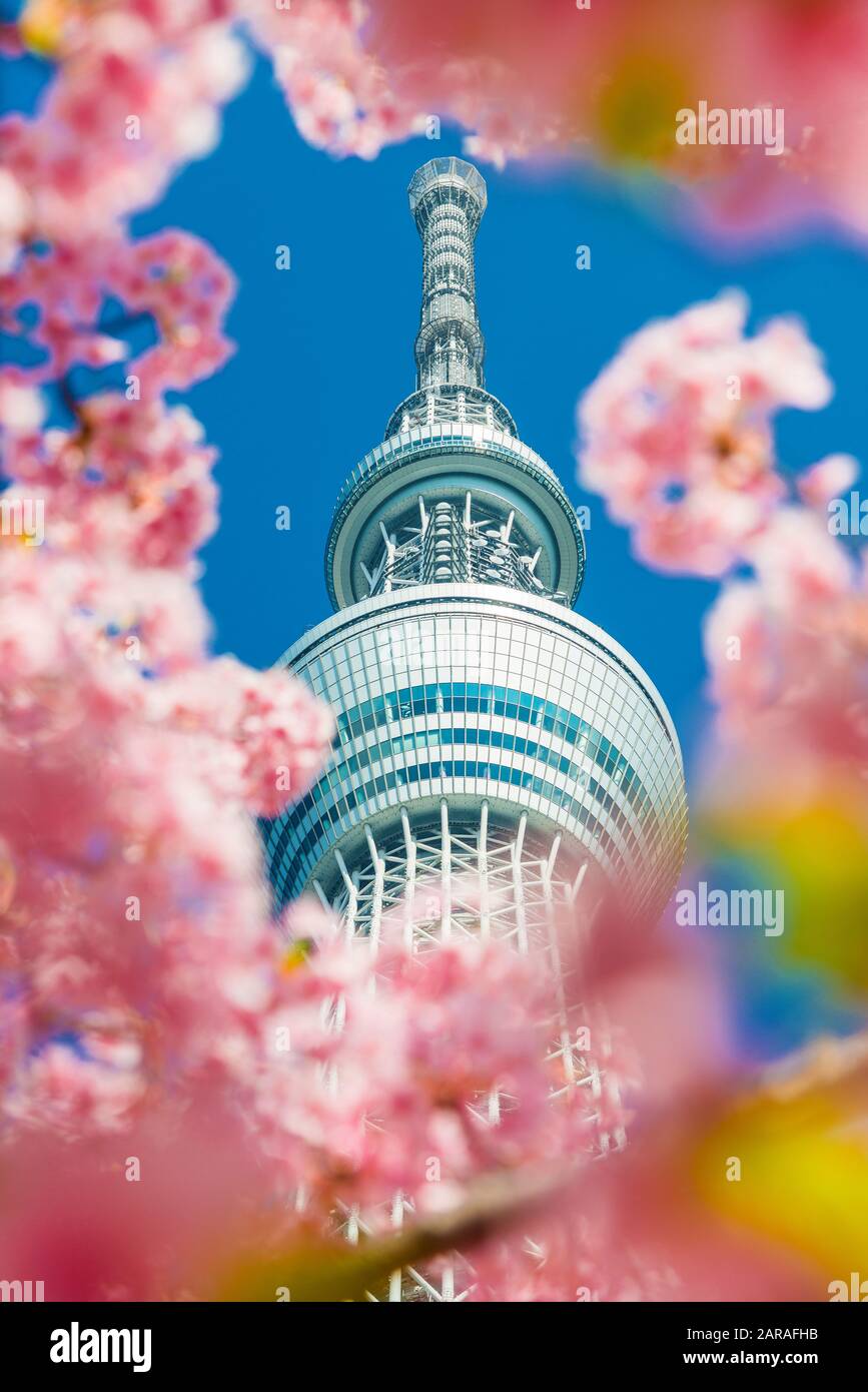 Frühling in Tokio. Blick auf den berühmten Tokyo Skytree unter den Kirschblüten Stockfoto