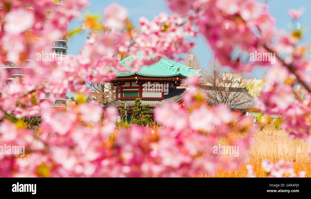 Frühling in Ueno Park. Kirschblüten rosa Blüten vor benten Tempel im Zentrum von shinobazu Teich Stockfoto