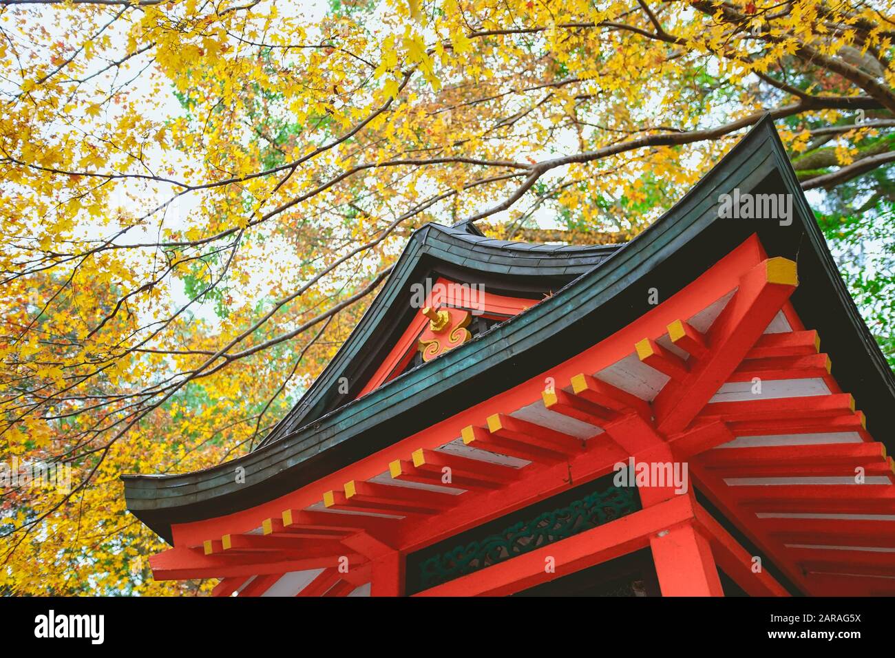 Japanische Architektur mit gelbem Ahorn hinterlässt Hintergrund im Fushimi Inari Taisha-Schrein, Kyoto, Japan. Stockfoto