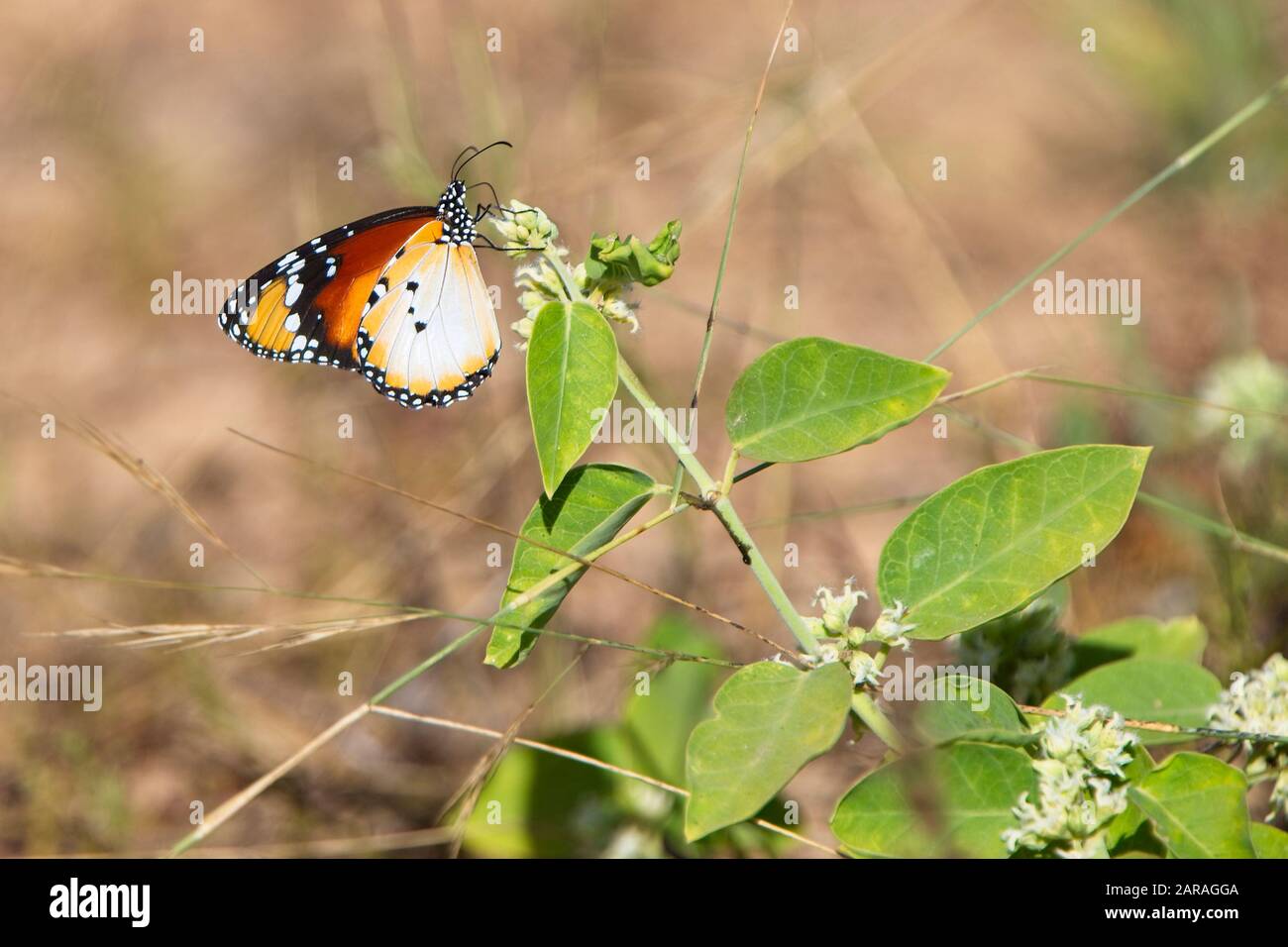 Afrikanischer Monarch (Danaus chrysippus), Nektaring, Gambia. Stockfoto