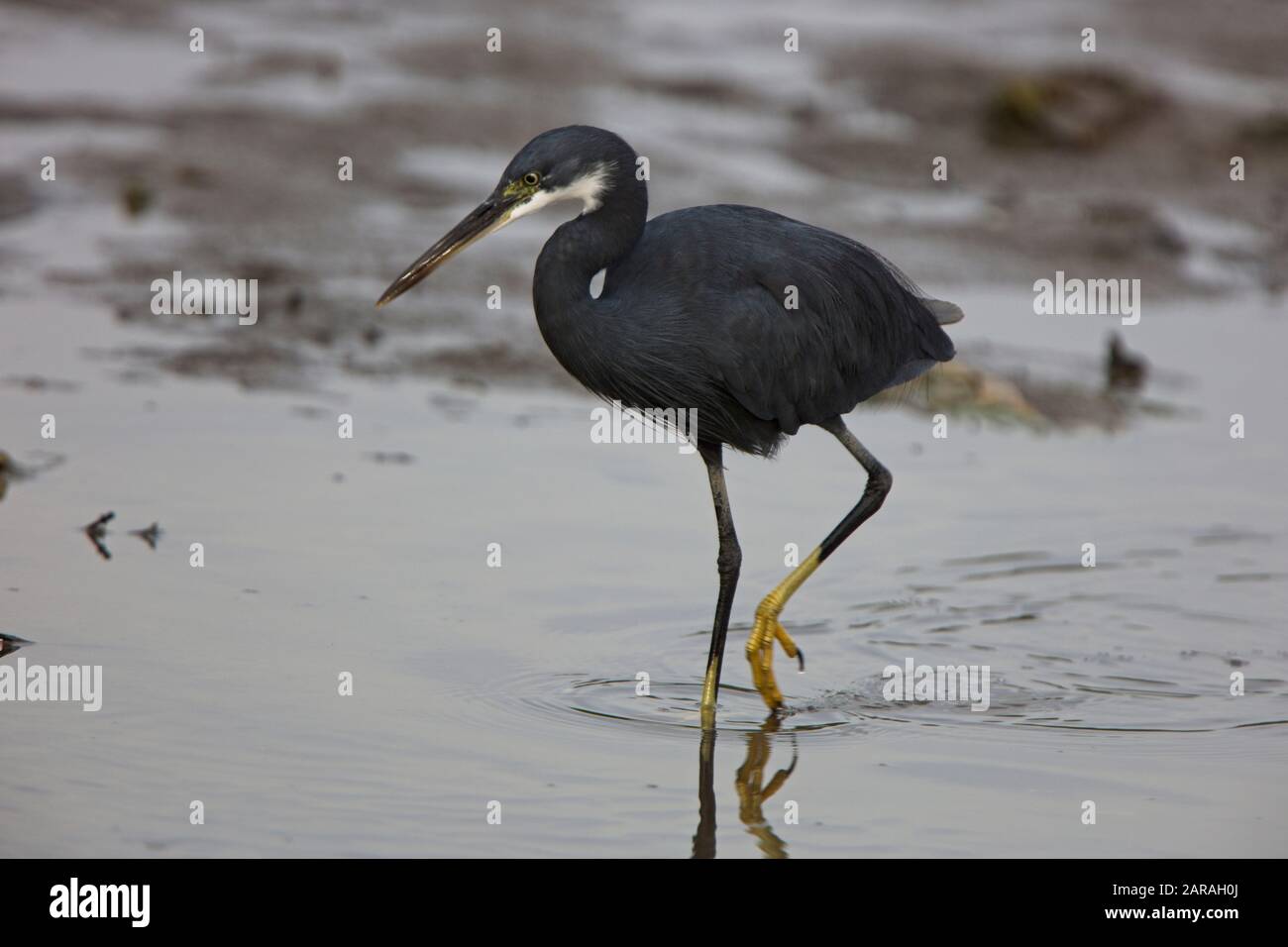 Western Reef Egret (Egretta gularis), zu Fuß in den Schalenhalden, Kotu Creek Bird Reserve, Gambia. Stockfoto