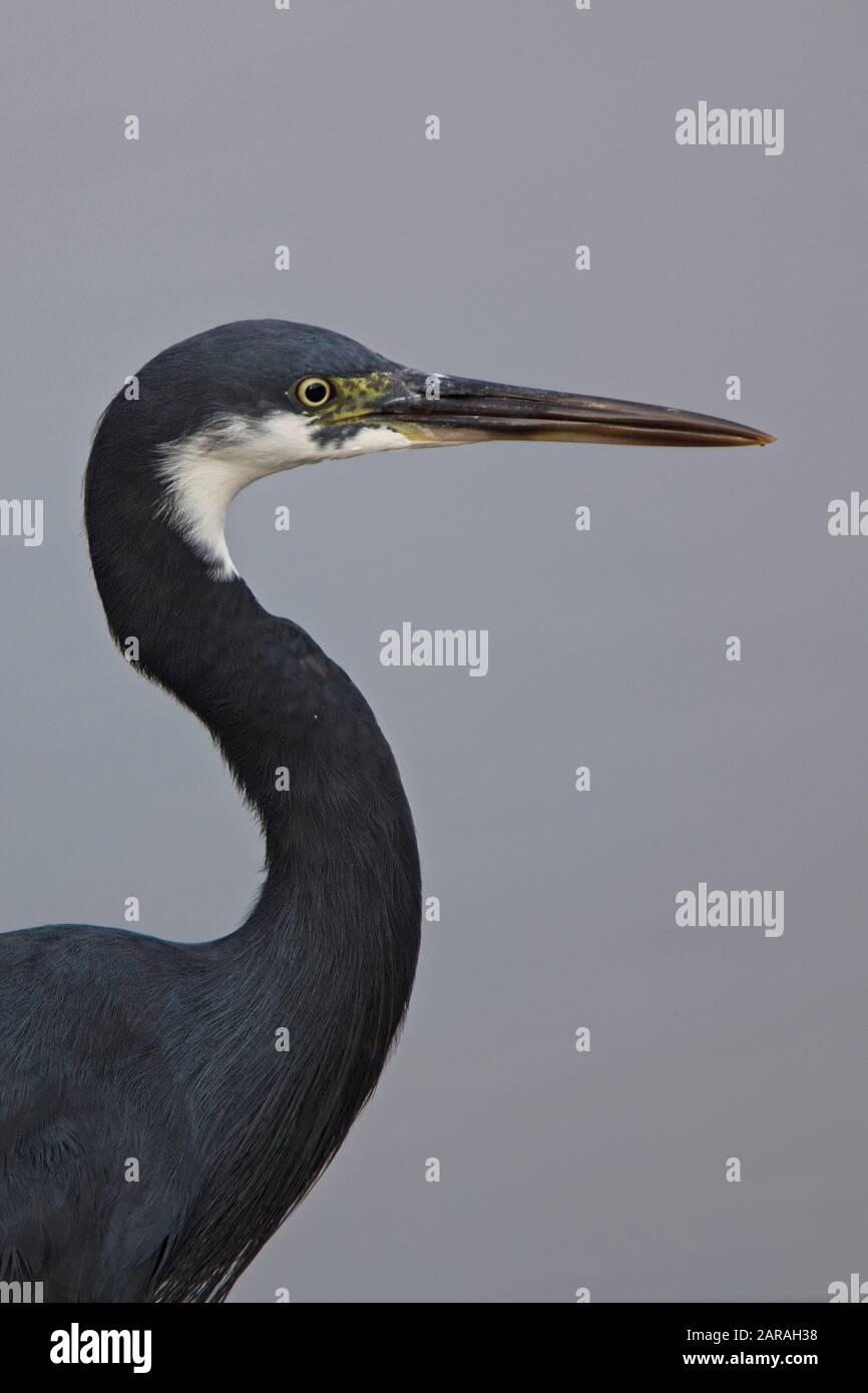 Western Reef Egret (Egretta gularis), Portrait, Kotu Creek Bird Reserve, Gambia. Stockfoto