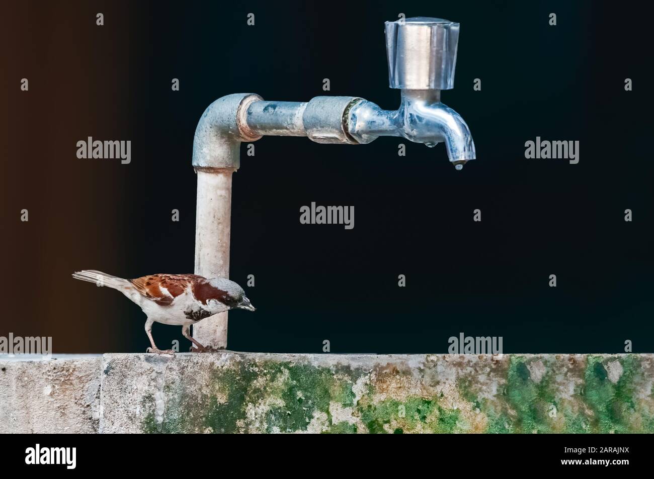 Ein Sparren des männlichen Hauses, der versucht, Wasser von einem Wasserband zu trinken Stockfoto