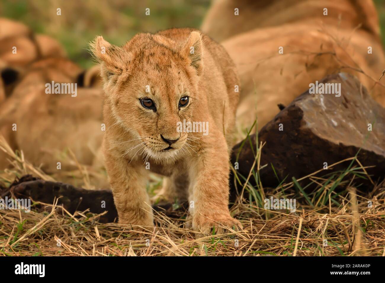 Süßes Löwenjunges, Maasai Mara, Kenia Stockfoto