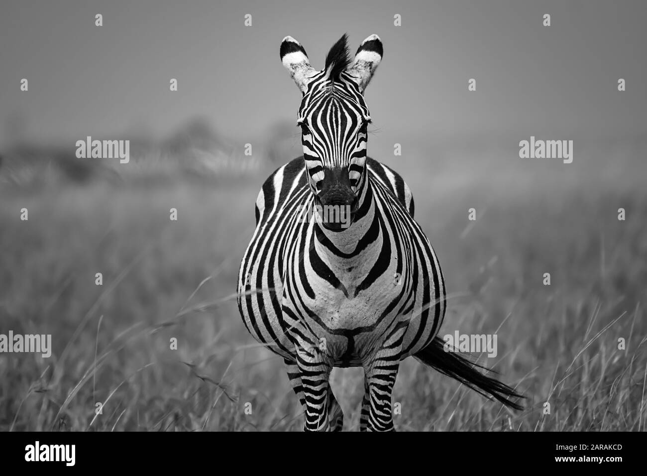Schwarz-weißes Zebra-Porträt auf den Ebenen von Maasai Mara, Kenia Stockfoto