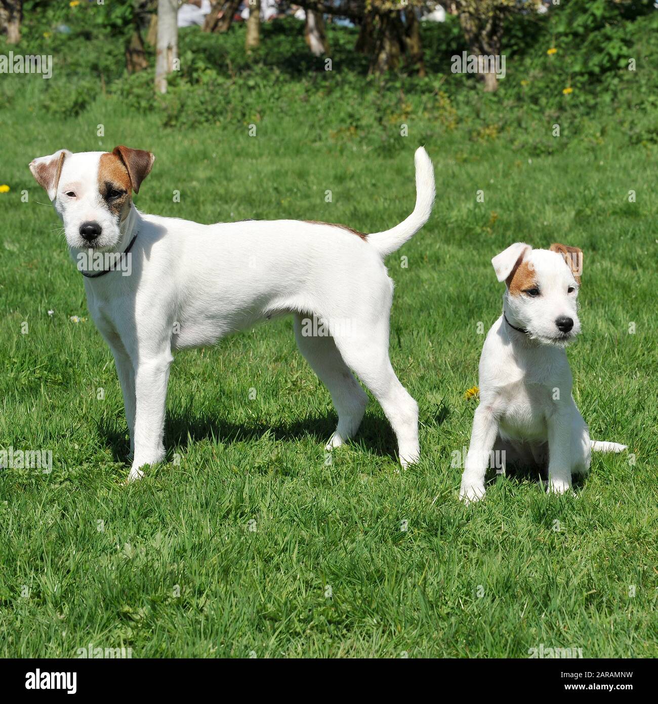 Jack russell und ihr Welpe Stockfoto