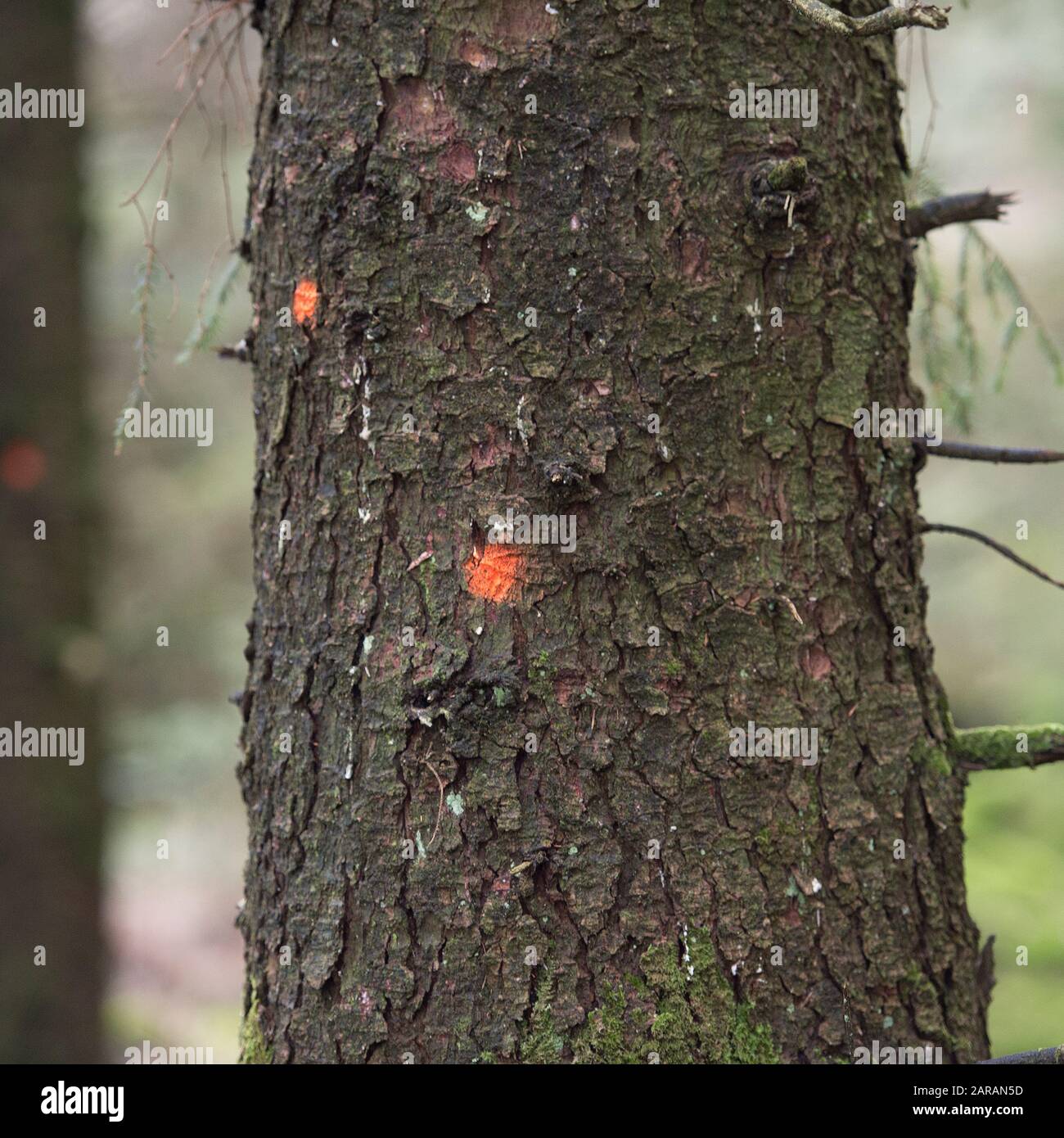 Kommerzielle Kiefern, die für das Fällen in Wald markiert sind Stockfoto