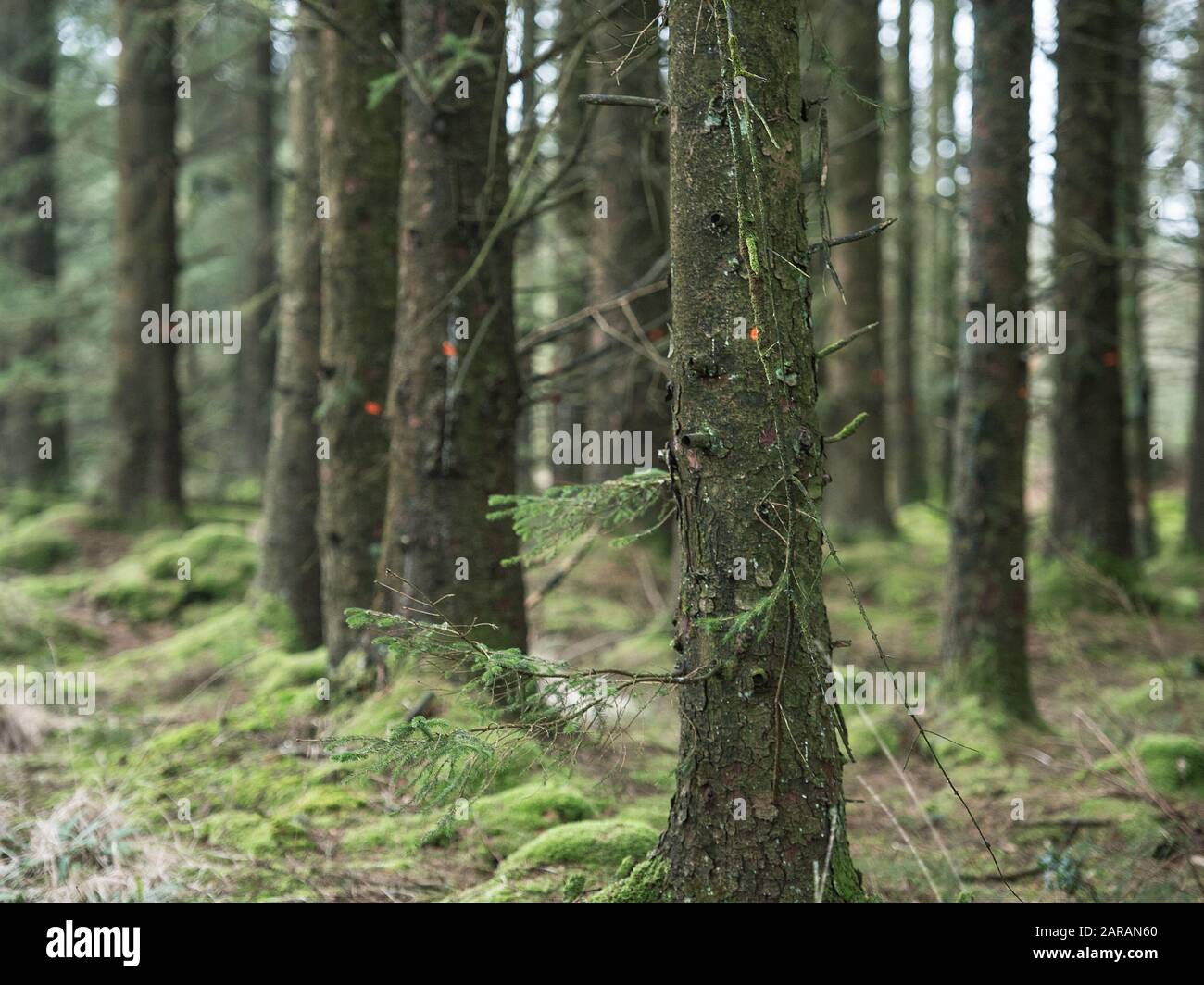 Kommerzielle Kiefern, die für das Fällen in Wald markiert sind Stockfoto