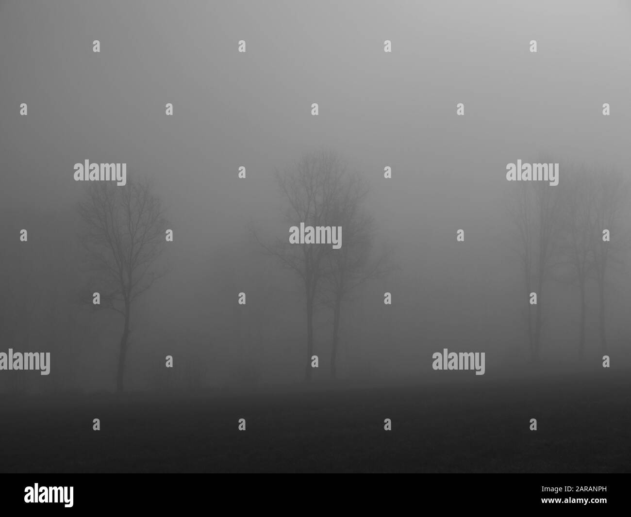 Landschaft mit Nebel und Bäumen Stockfoto