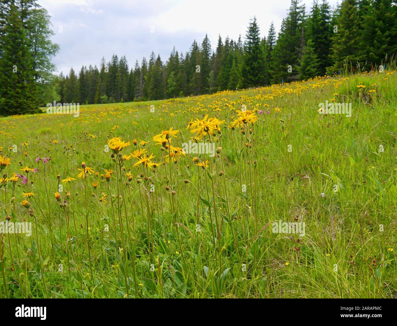 Von leopard Bane, Arnica montana Stockfoto