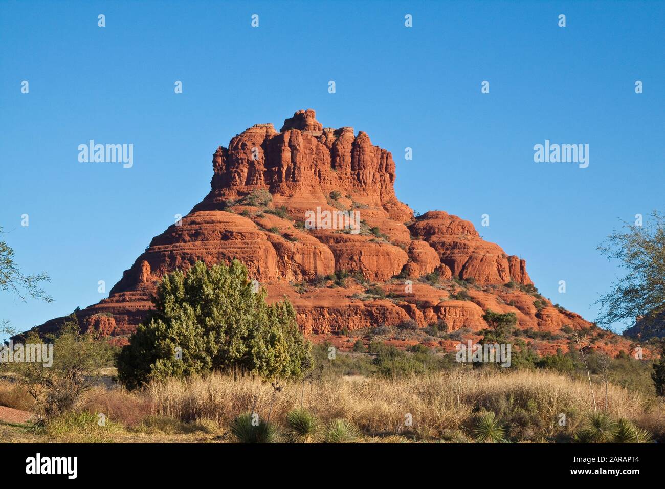 Rock oak -Fotos und -Bildmaterial in hoher Auflösung – Alamy