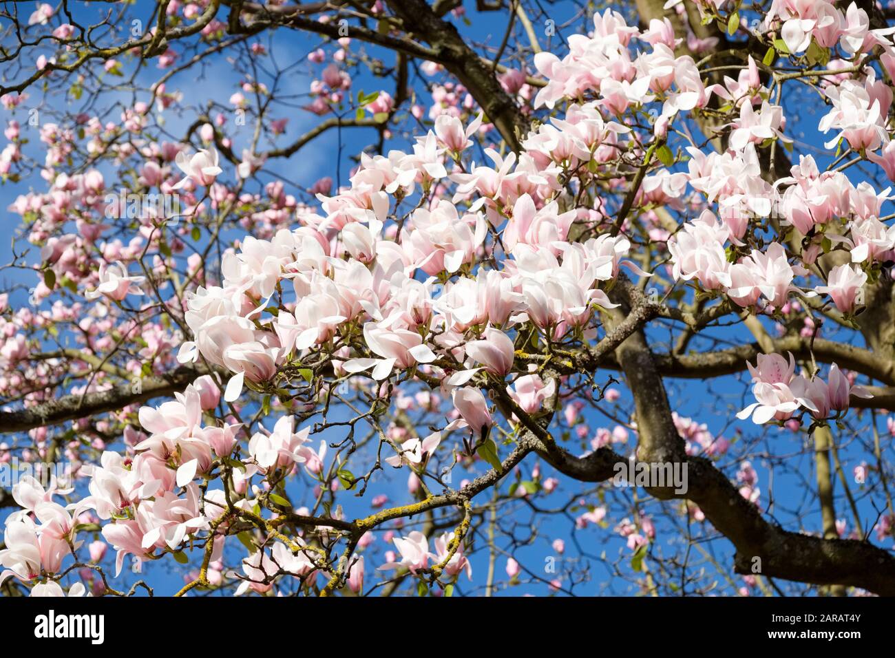 Magnolia veitchii 'Peter Veitch', üppige blassrosa Blumen mit blauem Himmel Hintergrund Stockfoto
