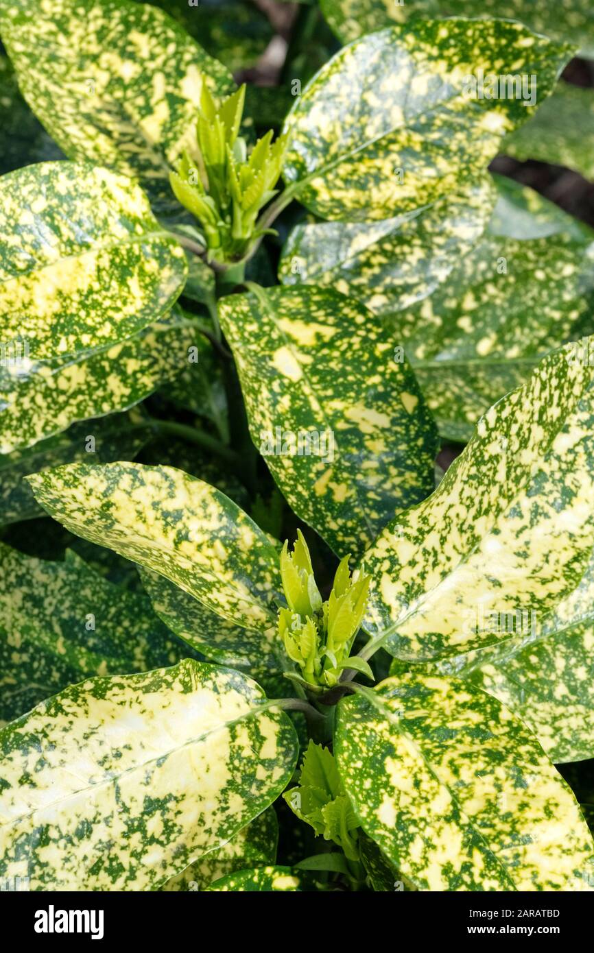 philodendron lupinum 4