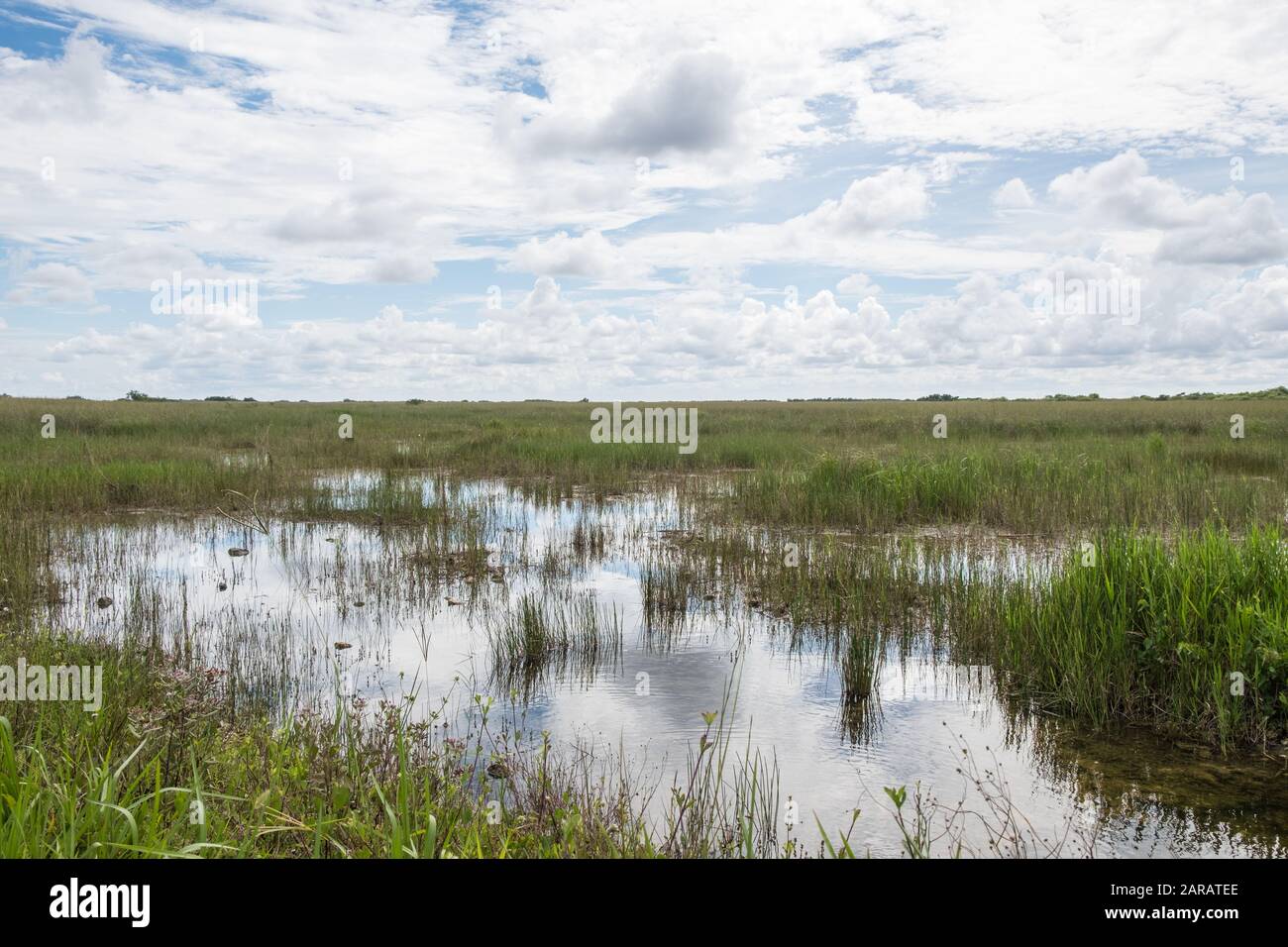 Blick auf die Landschaft des Everglades National Park in Florida Stockfoto