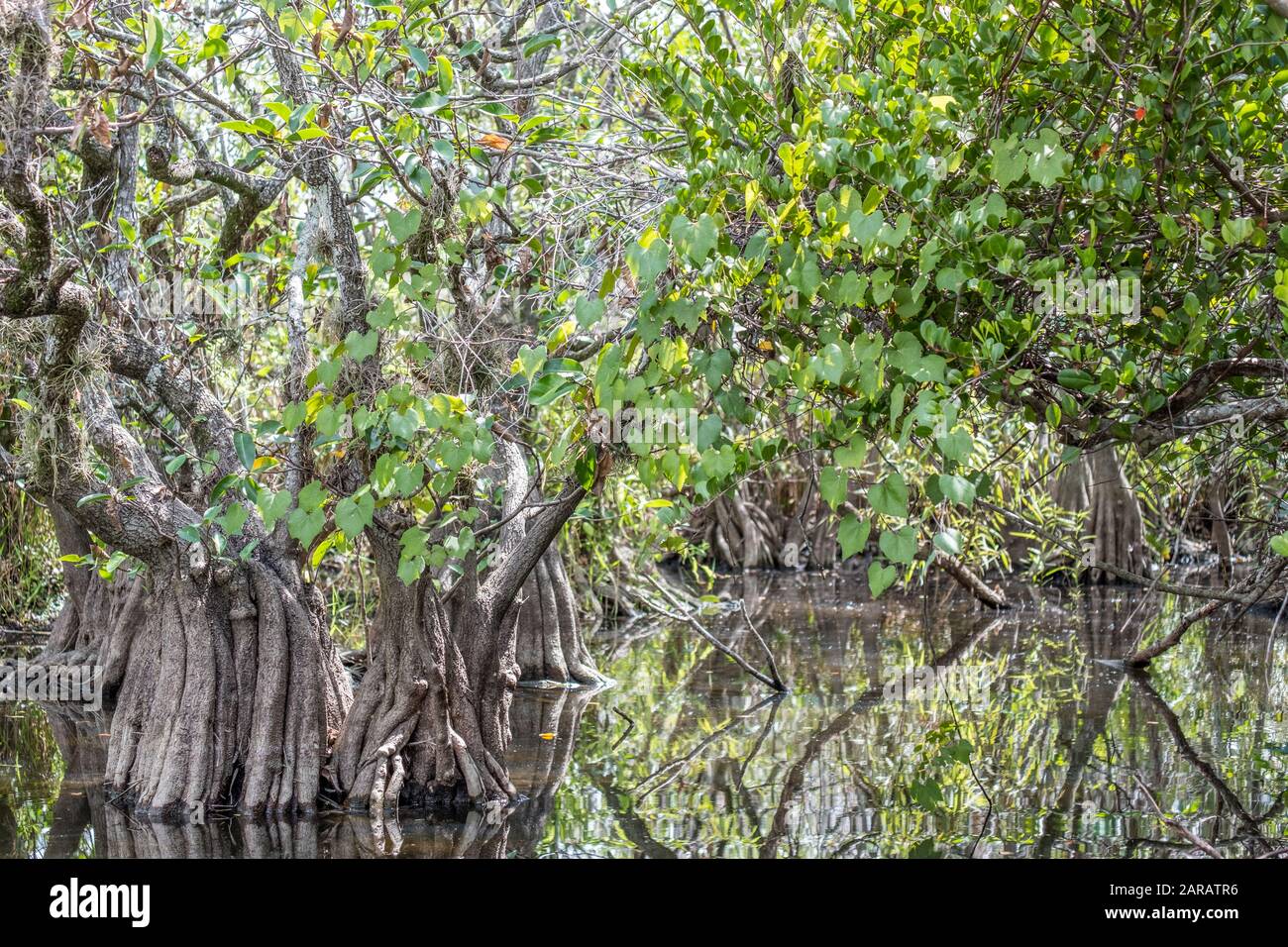 Blick auf die Landschaft der Mangroven im Everglades National Park in Florida Stockfoto
