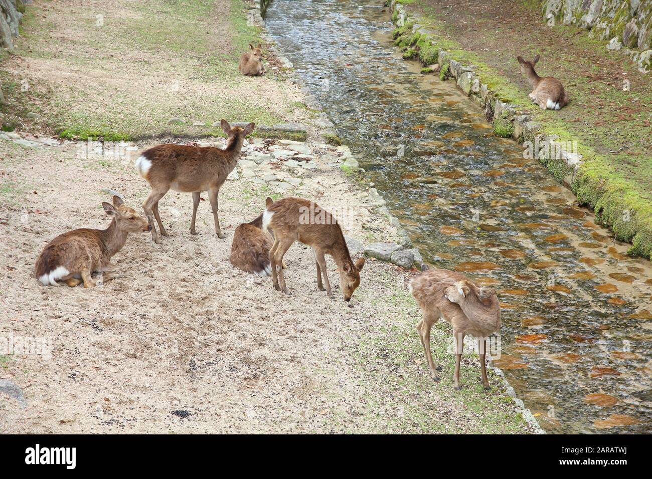 Itsukushima Insel, Japan - eine von vielen zahmen wilden Hirsch von Miyajima Stockfoto